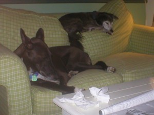 Sleeping Dogs Sleeping Dogs