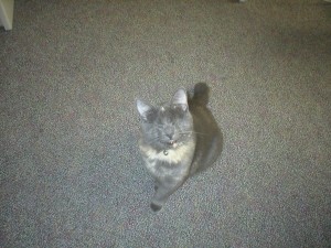 grey cat grey cat