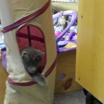 rocket cat3