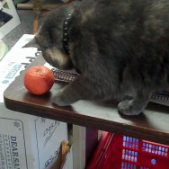 Not so darling clementine