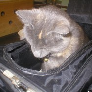 Nyx is ready to go