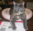 Nyx the CCPL Library Cat
