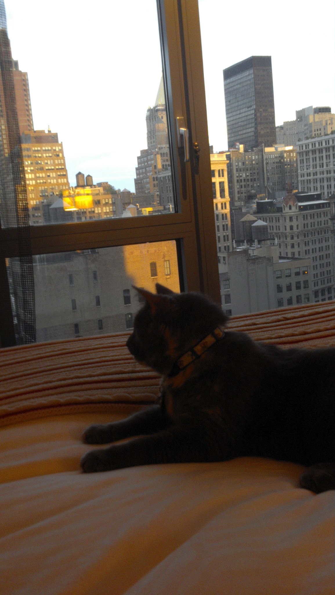 Nyx relaxes at the Eventi Hotel
